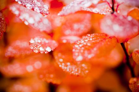 Drops of Water on Autumn Leaves