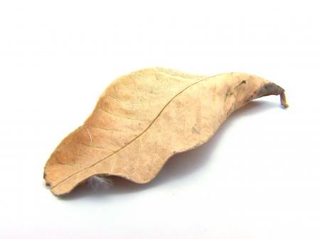 Dry Leaf