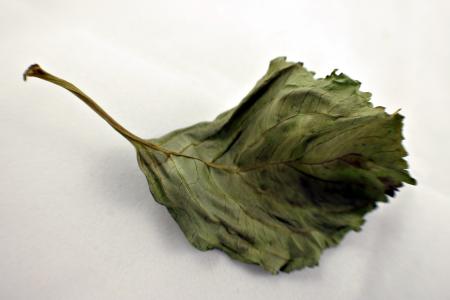 Dry leaf