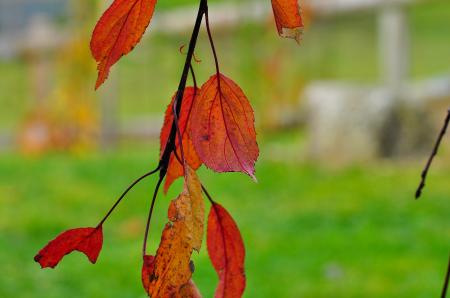 Dry Leaves