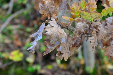 Dry Leaves