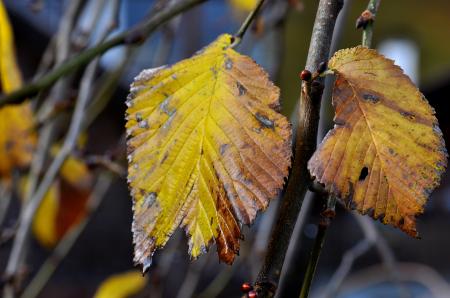 Dry Leaves