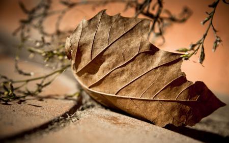 Dry Leaves