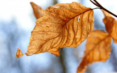 Dry Leaves