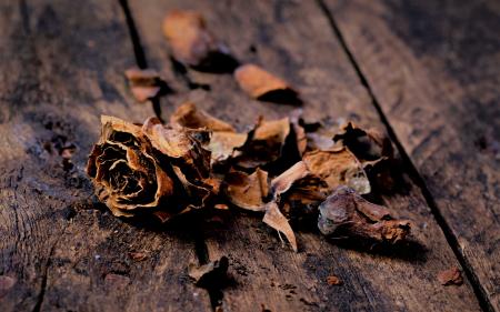 Dry Leaves on Wooden Boards