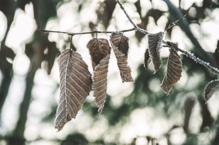 Dry Leaves