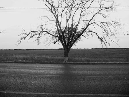 Dry tree near a road in black & white