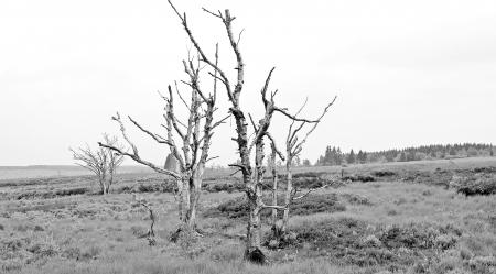 Dry Trees