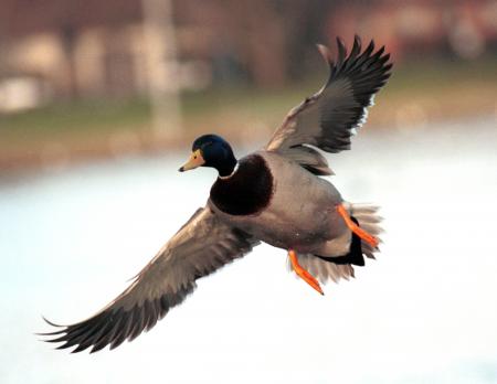 Mallard Ducks Flying