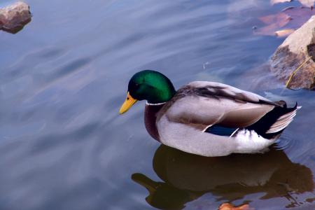 Duck in blue water