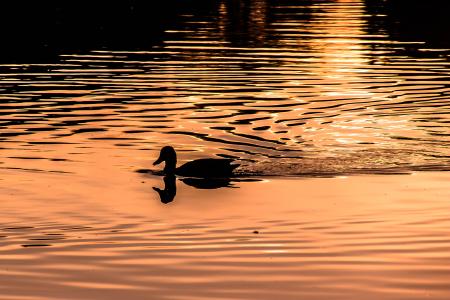 Duck in the Lake