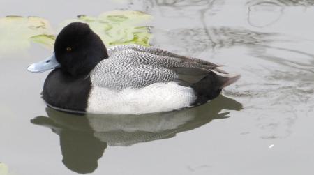 Duck in the Lake