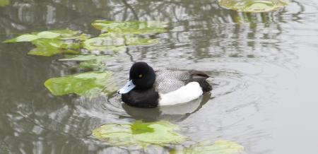 Duck in the Lake