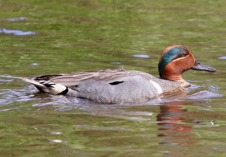 Duck in the Lake