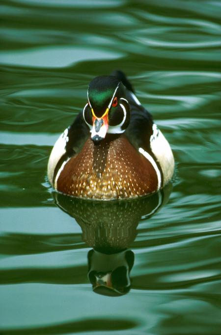 Duck in the Lake