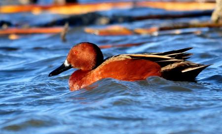 Duck in the River