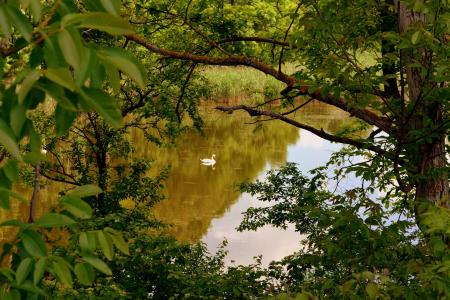 Duck in the River