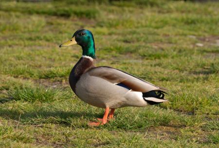 Duck on the Grass