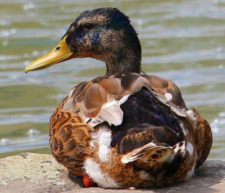 Duck on the Shore