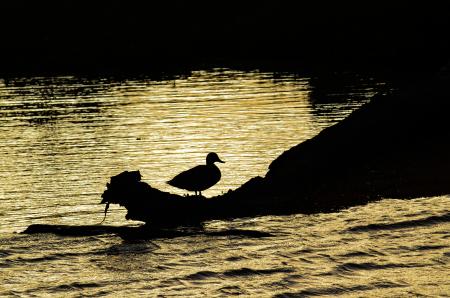 Duck on Trunk Near Ocean