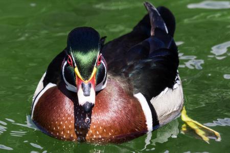 Duck Swimming