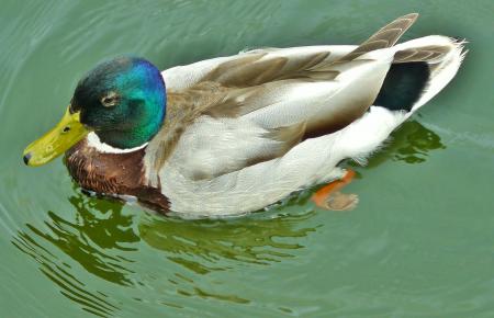 Duck Taking a Swim