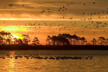 Ducks in the Lake