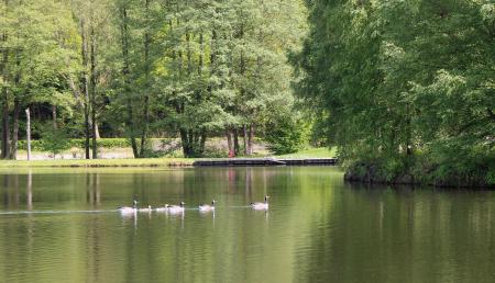 Ducks in the Lake