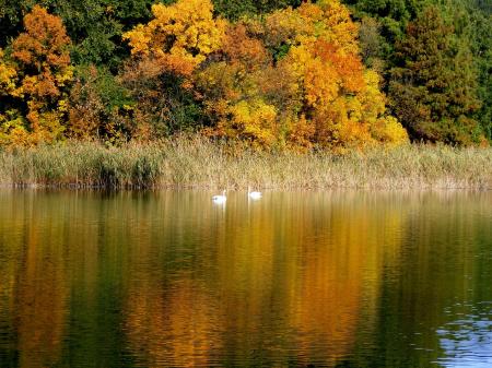 Ducks in the River