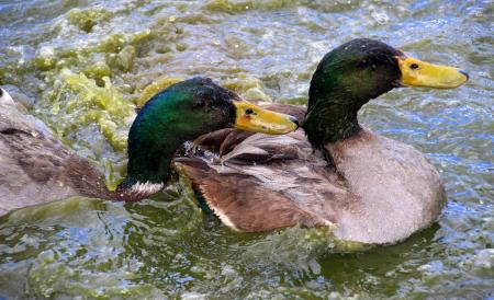 Ducks in the River