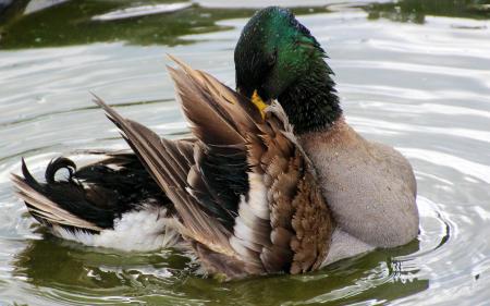 Ducks in the River