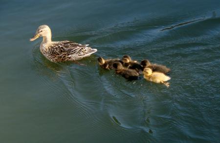 Ducks in the River