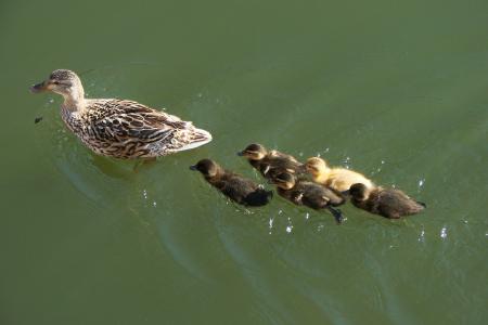 Ducks in the River