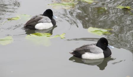 Ducks in the River