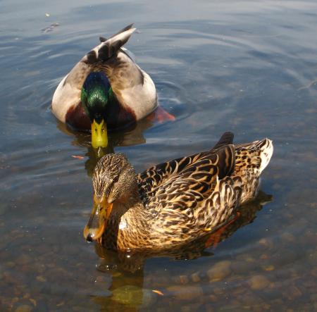 Ducks in the River