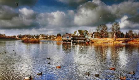 Ducks in the River