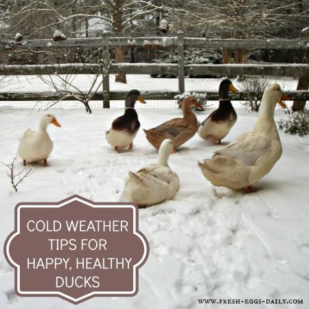 Ducks in Winter