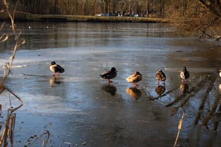 Ducks on a frozen pond