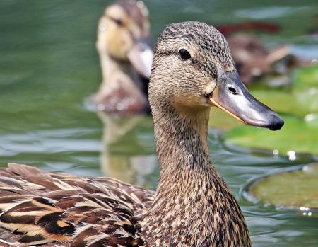 Ducks Swimming