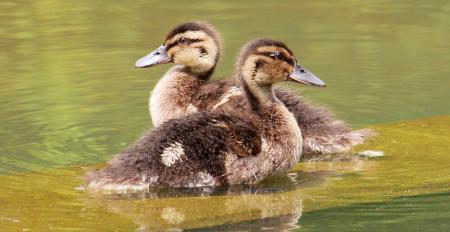 Ducks Swimming