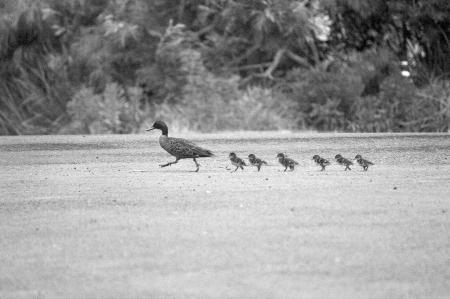 Ducks walking