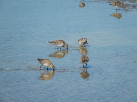 Dunlin (Calidris alpina) nonbreeding at Bunche Beach Preserve