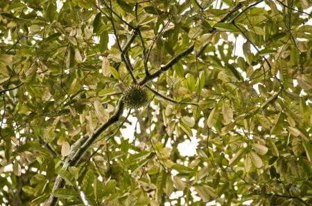 Durian Fruit Tree