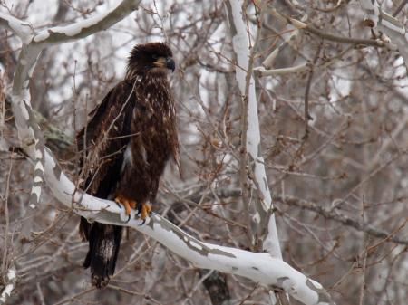 Eagle on the Branch