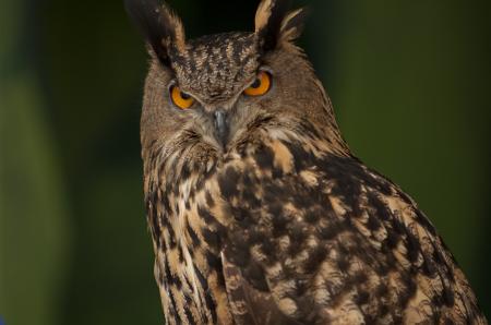 Eurasian Eagle Owl