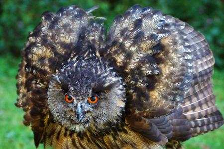 Eagle Owl