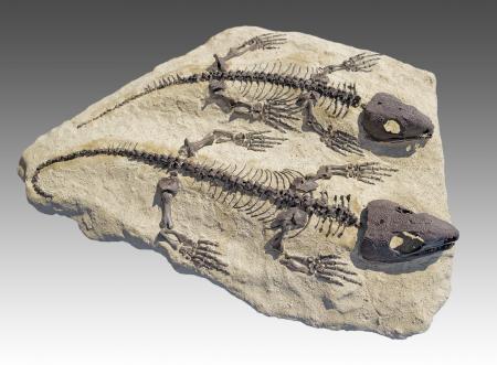 Early Lizard Fossil