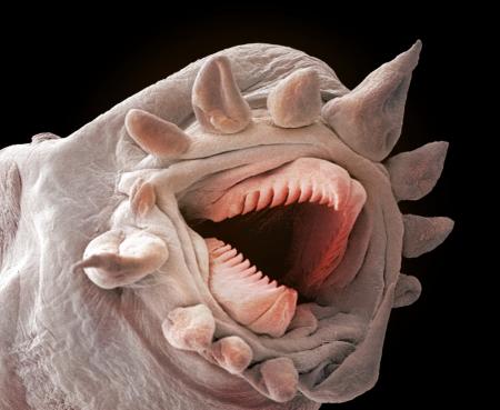 Earthworm Under Microscope