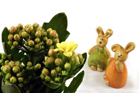 Easter rabbits looking at a flower