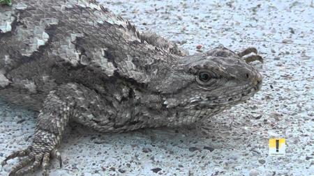 Fence Lizard